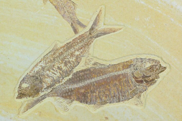 Three Fossil Fish (Knightia) - Green River Formation, Wyoming #122768